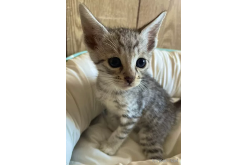 成約済の愛知県のサバンナキャット-100846の2枚目